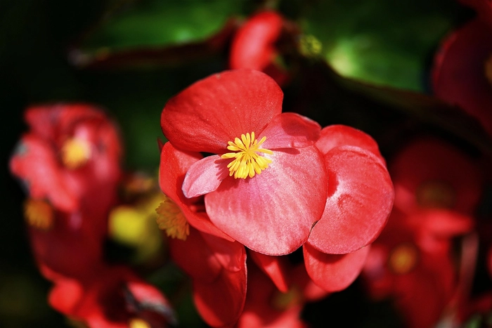 Thu hải đường rừng đẹp