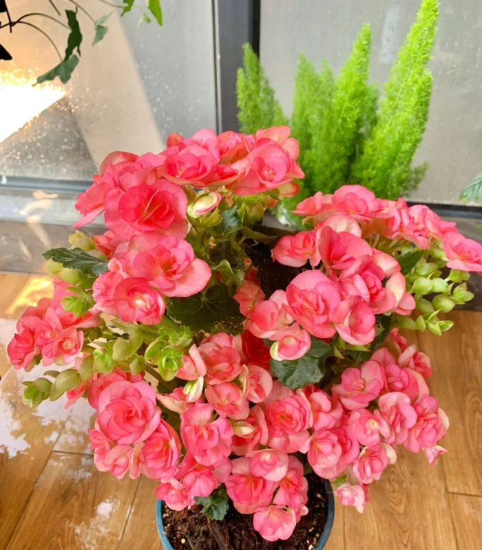 Ý nghĩa hoa thu hải đường