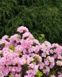 ảnh bụi hoa đỗ quyên