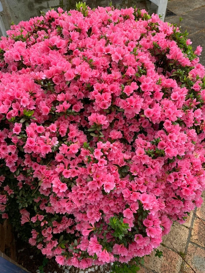 ảnh bụi hoa đỗ quyên nở rộ