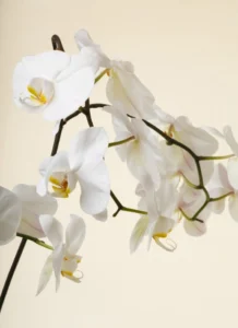 ảnh cành lan trắng