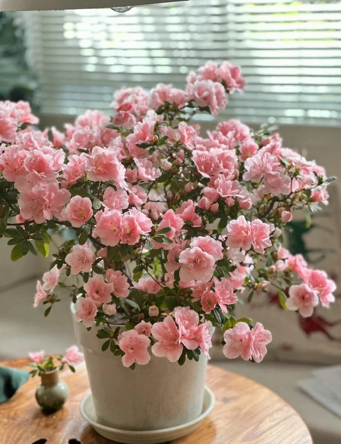 ảnh chậu hoa đỗ quyên đẹp nhất