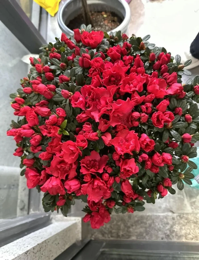 ảnh chậu hoa đỗ quyên nở rộ