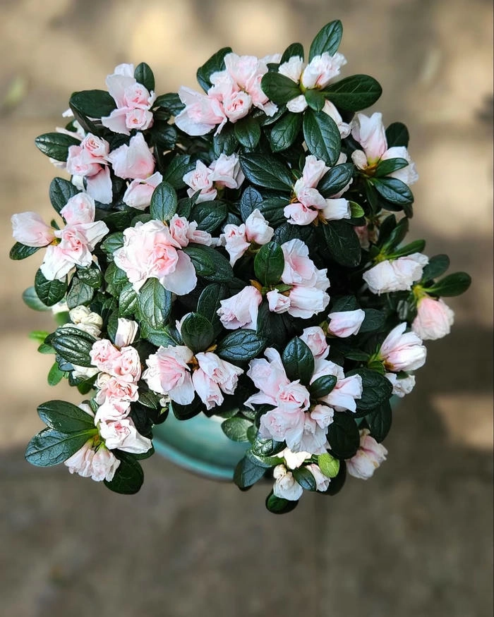 ảnh chậu hoa đỗ quyên