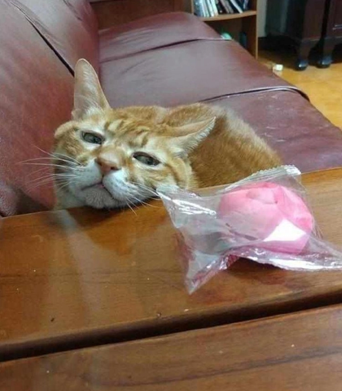 ảnh chụp con mèo vô tri cute