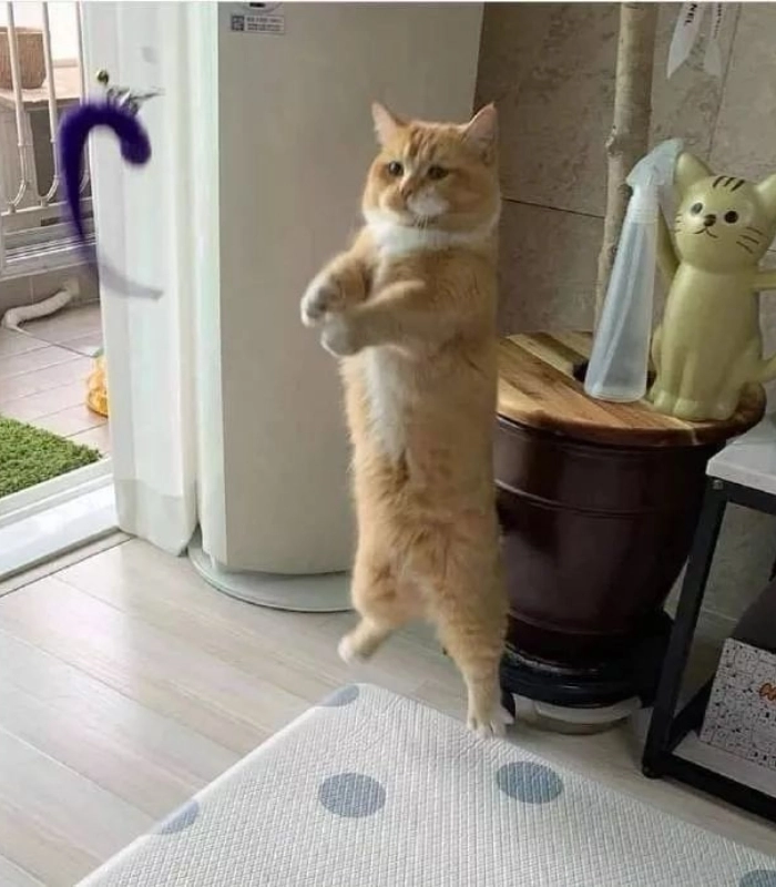 ảnh chụp mèo vô tri cute