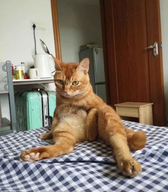 ảnh con mèo vô tri cute siêu hài