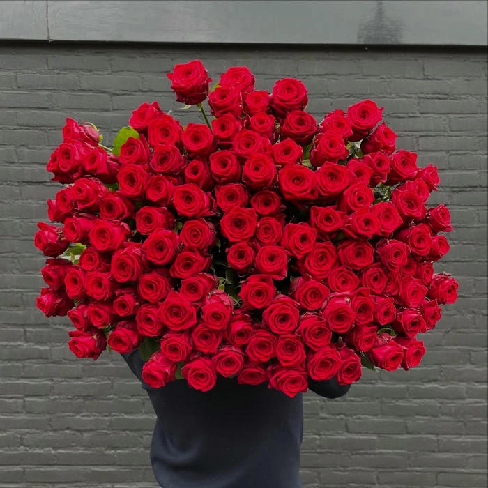 ảnh hoa hồng màu đỏ nở rộ