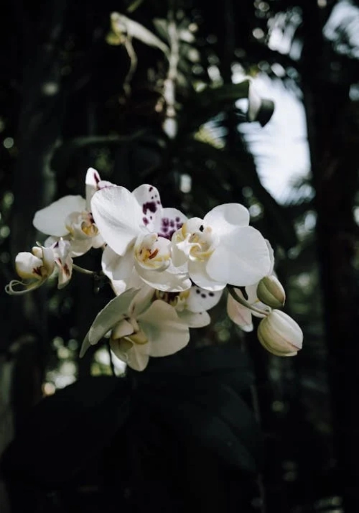 ảnh hoa lan trắng