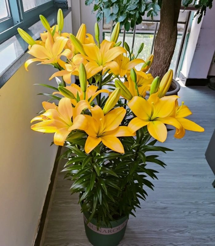 ảnh hoa ly màu vàng