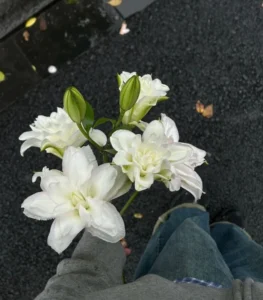 ảnh hoa ly trắng nở rực rỡ