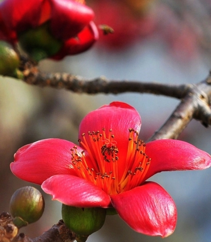 ảnh hoa mộc miên đẹp nhất
