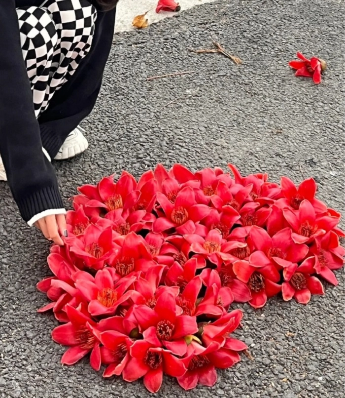 ảnh hoa mộc miên siêu đẹp