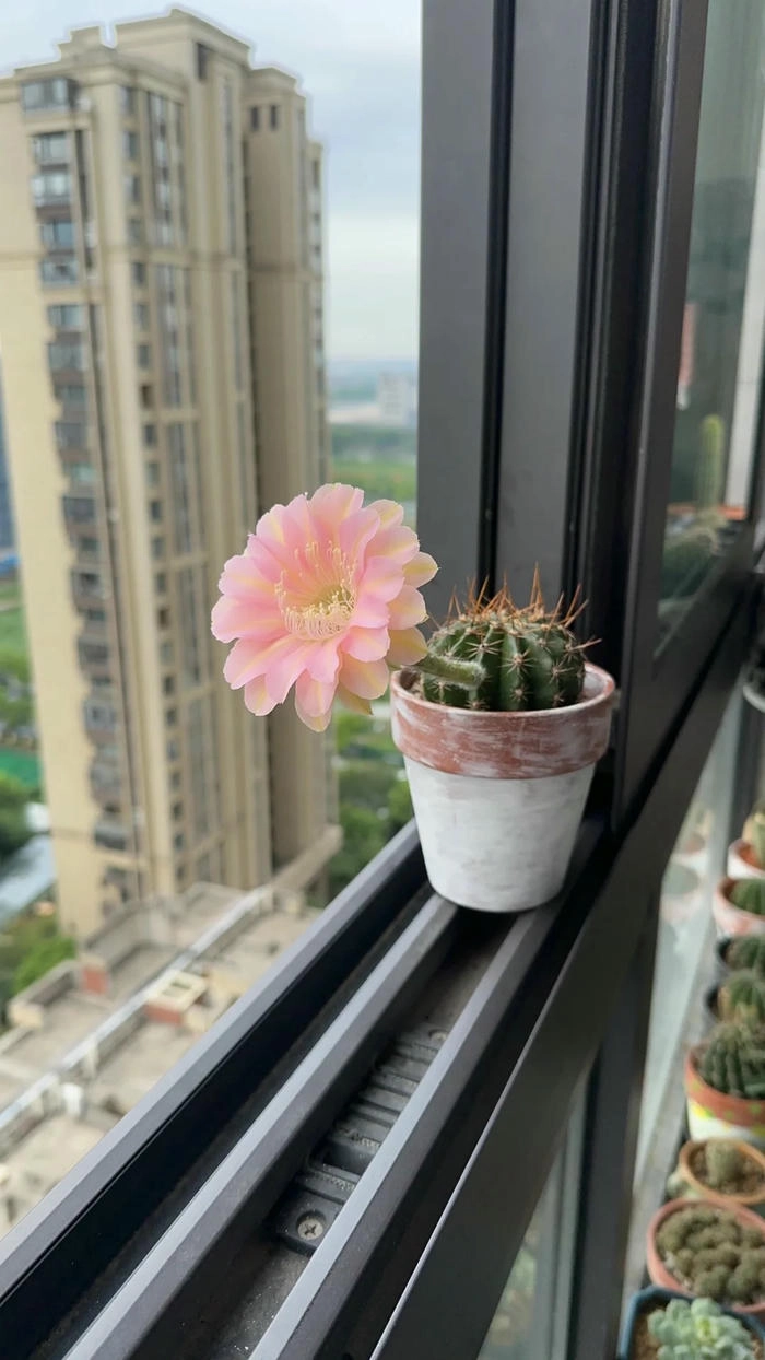 ảnh hoa xương rồng dịu dàng