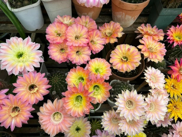 ảnh hoa xương rồng nở rộ