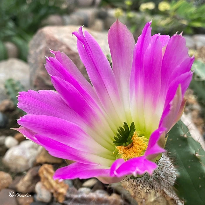 ảnh hoa xương rồng siêu đẹp