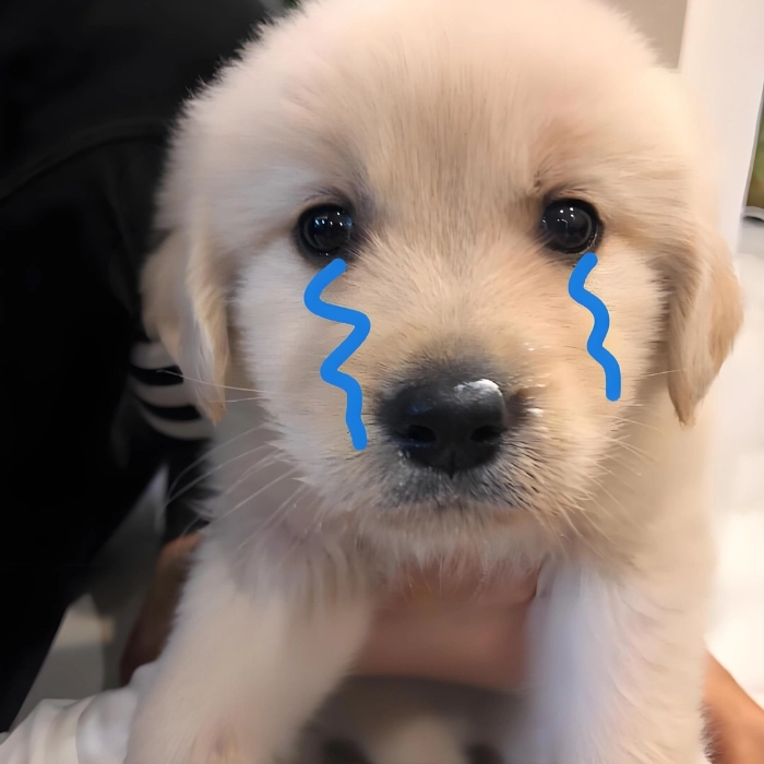 ảnh meme chó buồn