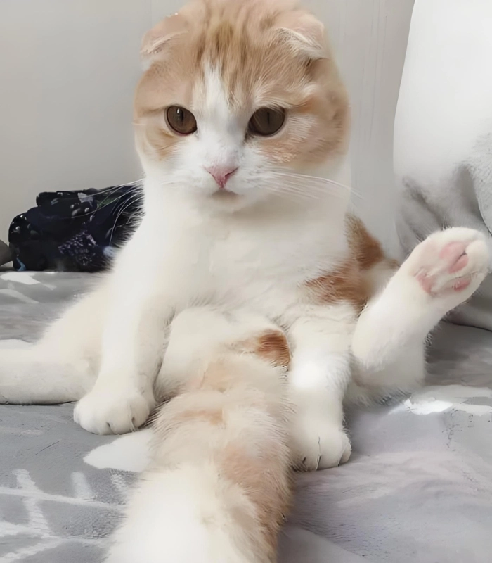 ảnh mèo cute đáng yêu vô tri