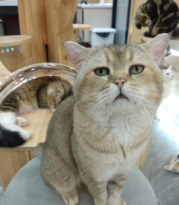 ảnh mèo cute hài hước