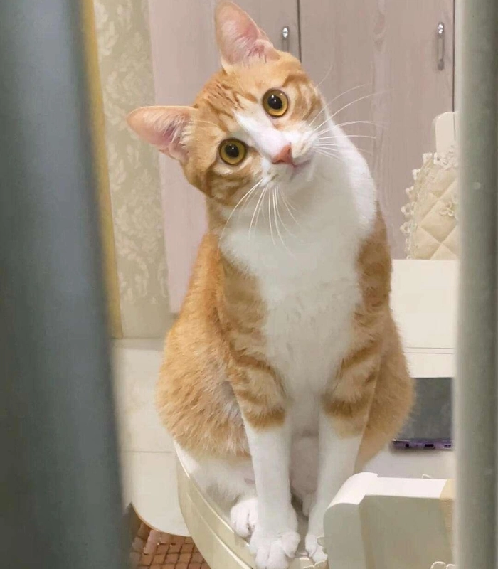 ảnh mèo vô tri cute đáng yêu