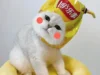 180+ ảnh mèo vô tri cute phô mai que 4K hài hước đẹp nhất