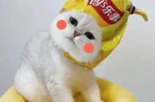 180+ ảnh mèo vô tri cute phô mai que 4K hài hước đẹp nhất