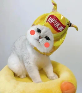 ảnh mèo vô tri cute đeo phụ kiện dễ thương