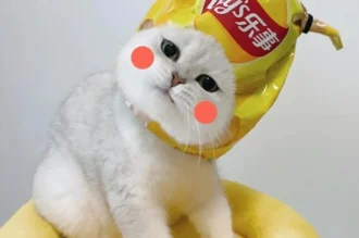 180+ ảnh mèo vô tri cute phô mai que 4K hài hước đẹp nhất