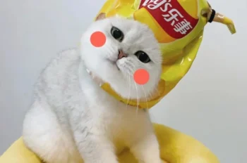 180+ ảnh mèo vô tri cute phô mai que 4K hài hước đẹp nhất