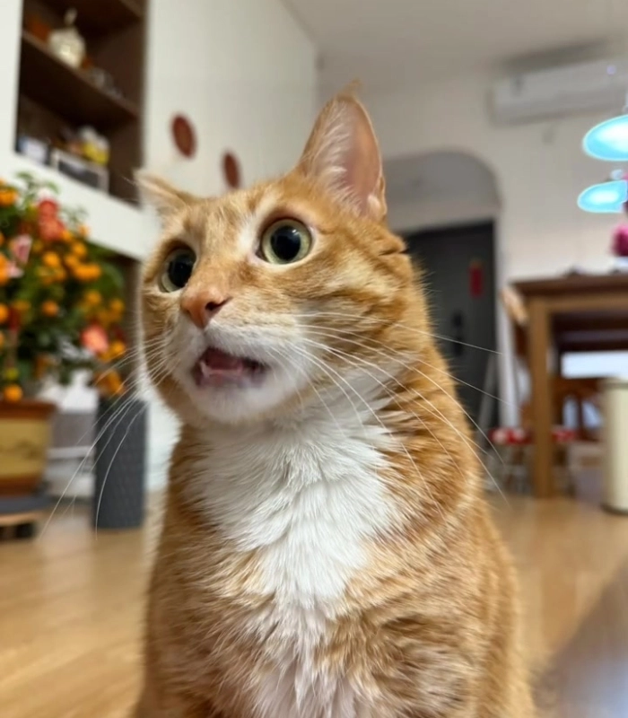 ảnh mèo vô tri cute ngơ ngác