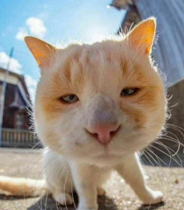 ảnh mèo vô tri cute