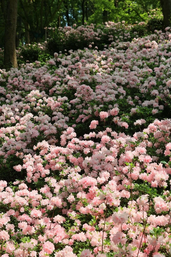 ảnh vườn hoa đỗ quyên