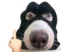 173+ ảnh avatar meme lầy lội – Cài phát là nổi nhất nhóm