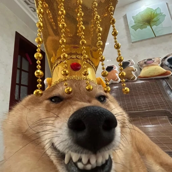 avatar meme chó bựa