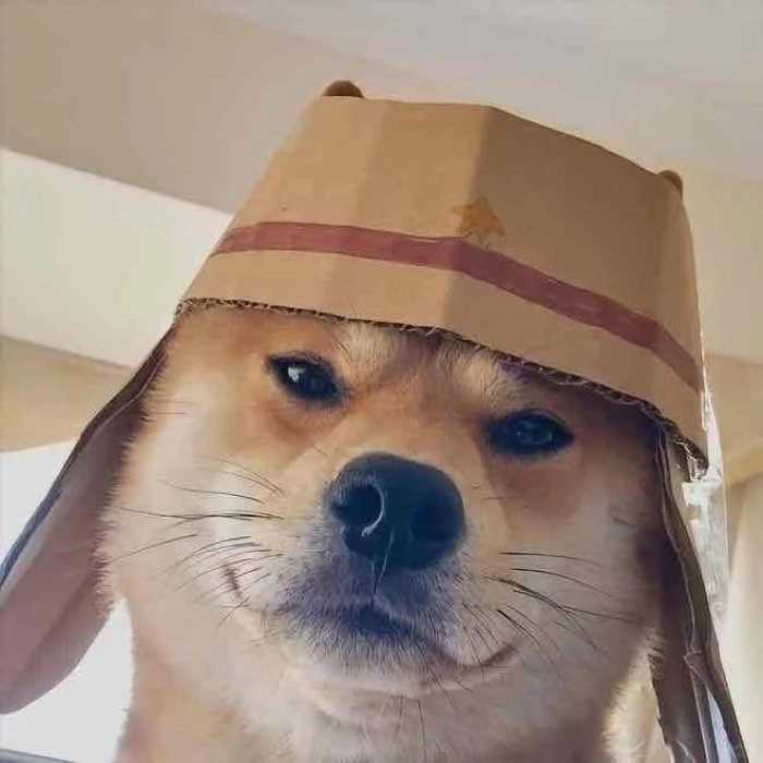 avatar meme chó chute