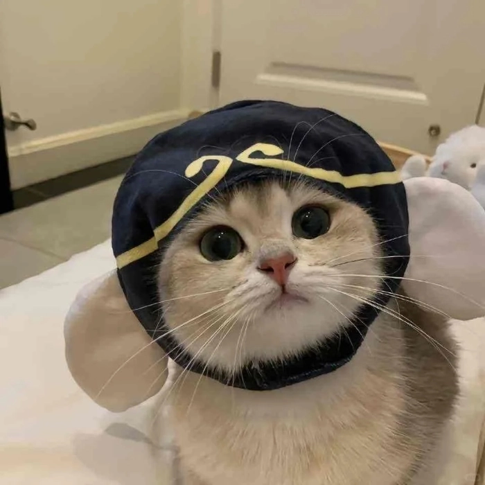 avatar meme mèo cute