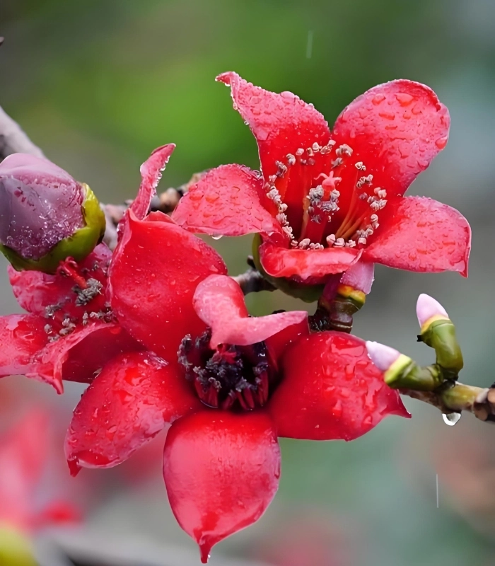 bông hoa mộc miên đẹp nhất