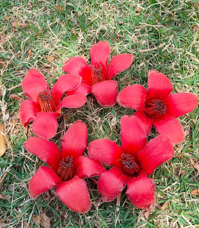 bông hoa mộc miên đẹp