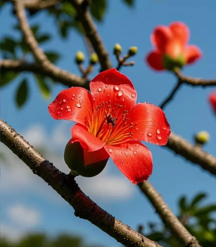 bông hoa mộc miên rực rỡ