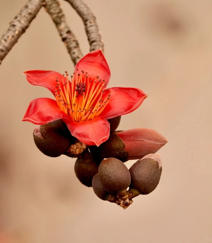 bông hoa mộc miên