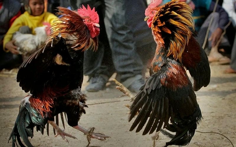 Cách Tham Gia Đá Gà Cựa Sắt Trên Sin88