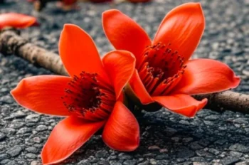 177+ hình ảnh hoa gạo đẹp nhất cực chill siêu rực rỡ