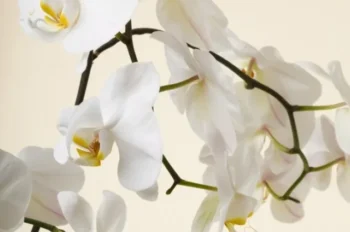 TOP 129+ hình ảnh hoa lan trắng thanh khiết sang xịn đẹp mê