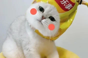 180+ ảnh mèo vô tri cute phô mai que 4K hài hước đẹp nhất