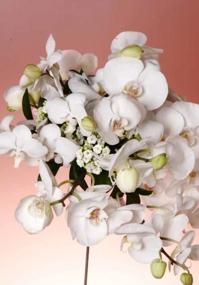 hình ảnh bông hoa lan trắng