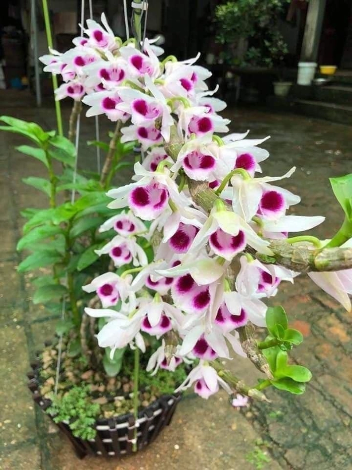 hình ảnh cây hoa lan trắng