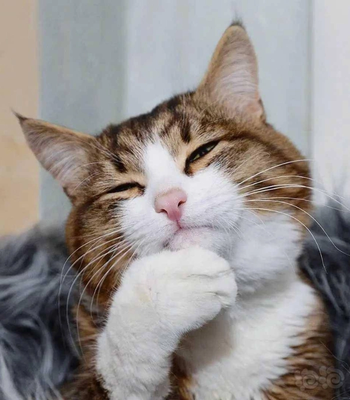 hình ảnh con mèo vô tri cute hài hước