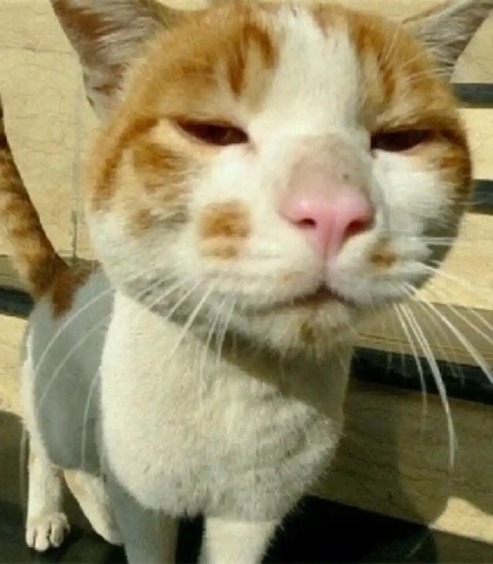 hình ảnh con mèo vô tri cute tấu hài