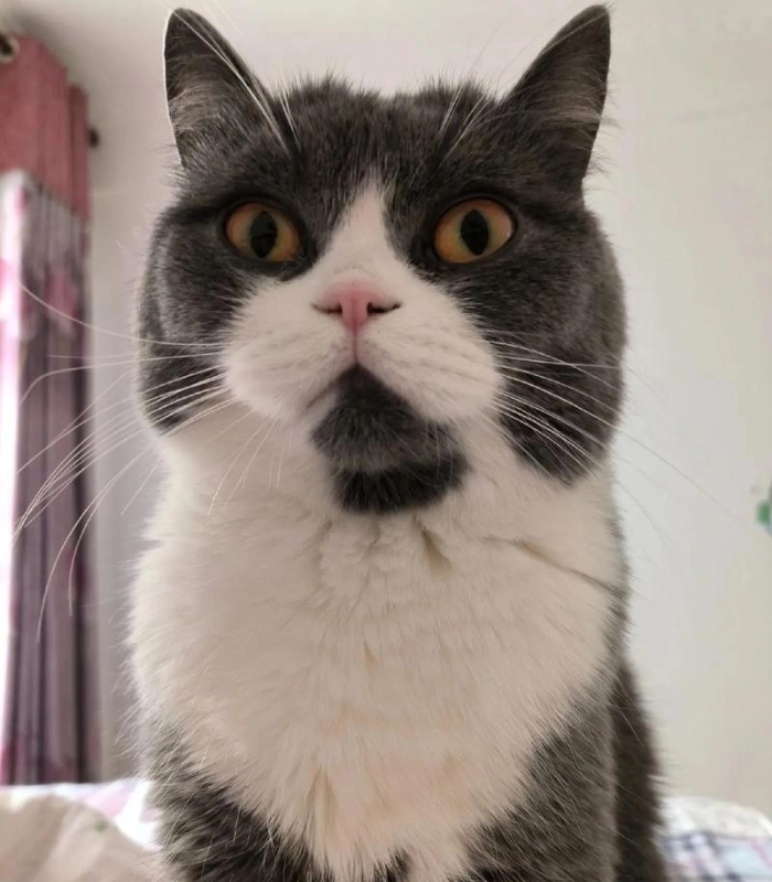 hình ảnh con mèo vô tri cute