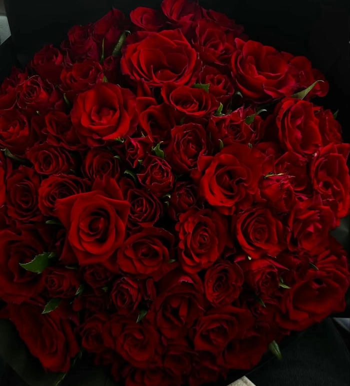 hình ảnh hoa hồng màu đỏ